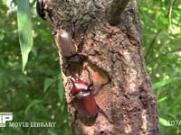 樹液をなめるカブトムシ♂♀ クロカナブンを追い出す