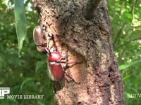 樹液をとりあうカブトムシ♂♀ サトキマダラヒカゲ飛来