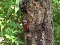 樹液をなめるカブトムシ♂♀ 