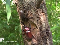 樹液をなめるカブトムシ♂♀ 