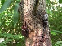 樹液をとりあうカブトムシ♂♂ 