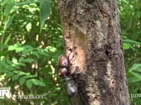 樹液をとりあうカブトムシ♂♂ 