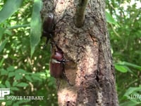 樹液をとりあうカブトムシ♂♂ 