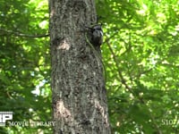 木を登るカブトムシ 