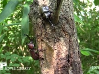 樹液をとりあうカブトムシ♂♂ 