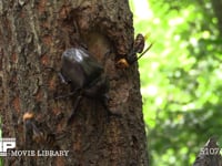 樹液を占領するカブトムシを襲うスズメバチ 