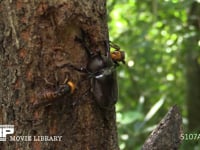 樹液を占領するカブトムシを襲うスズメバチ 