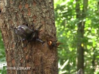 樹液をなめるカブトムシ、スズメバチ、カナブン 