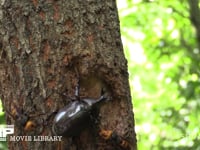 樹液を占領するカブトムシを襲うスズメバチ 