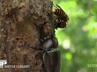 樹液を占領するカブトムシを襲うスズメバチ 