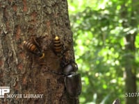 樹液をなめるカブトムシとスズメバチ 