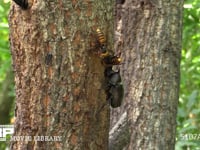 樹液をなめるカブトムシとスズメバチ 