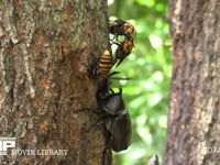 樹液をなめるカブトムシとスズメバチ 樹液を口移しするスズメバチ