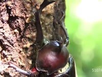 樹液をなめるカブトムシ 