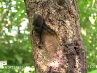 樹液をなめるカブトムシ、サトキマダラヒカゲ 