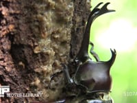 樹液をなめるカブトムシ 