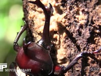 樹液をなめるカブトムシ 