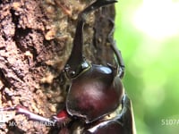 樹液をなめるカブトムシ 