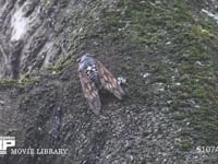 アブラゼミ　鳴く 鳴きながら移動する