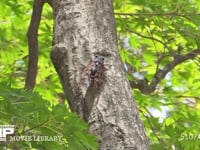 アブラゼミ 木の汁を吸う