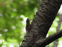 アブラゼミ　　 休む→飛びたつ