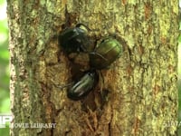 樹液をなめるカナブン、クロカナブン 