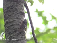 アブラゼミ鳴く 