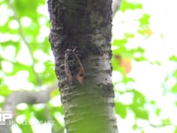 アブラゼミ　鳴く 