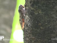 アブラゼミ　♀ 卵を産む