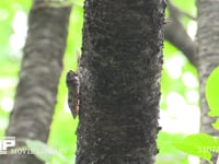 アブラゼミ　木の汁を吸う♀ 