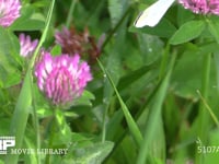 ヒメシロチョウ ムラサキツメクサ（アカツメクサ）花上で休む
