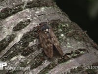 アブラゼミ 桜の幹に止まる