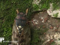 アブラゼミ 苔の生えたケヤキ樹皮に産卵する