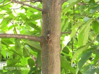 アブラゼミ　鳴く 