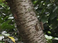 アブラゼミ　 鳴きながら♀に近づく♂、飛びたち逃げる♀