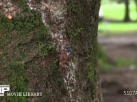 アブラゼミ　産卵 公園のケヤキ樹皮に産卵　背景に自転車が通る