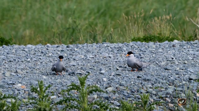 Black-fronted Tern (Chlidonias albostriatus, Laridae: Gulls, Terns) Fiordland, New Zealand