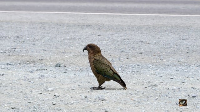 Kea (Nestor notabilis, Strigopoidea: New Zealand Parrots) Fiordland, New Zealand