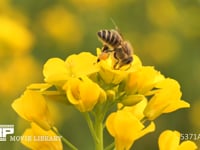 ニホンミツバチ　アブラナで吸蜜 菜の花に訪花