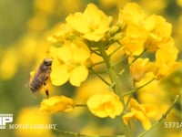 ニホンミツバチ　アブラナで吸蜜 菜の花に訪花