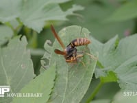 セグロアシナガバチ　クモを捕らえる 