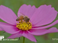 セイヨウミツバチ　コスモスで吸蜜 