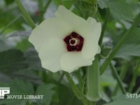 オクラの花 野菜