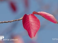 ソメイヨシノ　紅葉 サクラ、桜、葉、冬芽