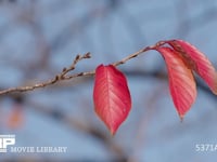 ソメイヨシノ　紅葉 サクラ、桜、葉、冬芽