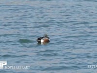 ハシビロガモ　オス　羽繕いをする カモ