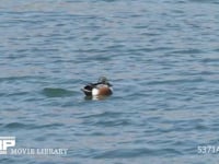 ハシビロガモ　オス　羽繕いをする カモ