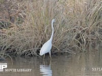 ダイサギ　魚を捕食 