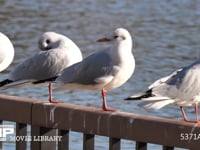 ユリカモメ成鳥　羽繕いをする 4K