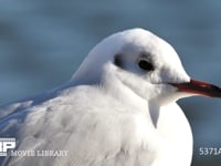 ユリカモメ成鳥　羽繕いをする 4K